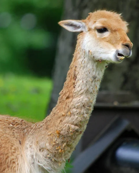 Vicuña Vicugna Vicugna Vicuña Uno Los Dos Camélidos Salvajes Sudamericanos — Foto de Stock