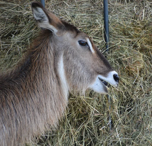 Waterbuck Grande Antílope Encontrado Amplamente África Subsaariana Classificado Género Kobus — Fotografia de Stock