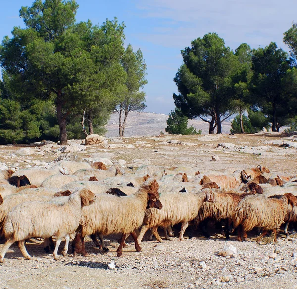 A shepherd lead his sheep on their daily walk for food and water to pasture
