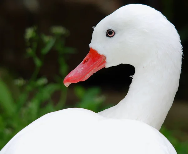 Pekin White Pekin Uma Raça Americana Pato Doméstico Criado Principalmente — Fotografia de Stock