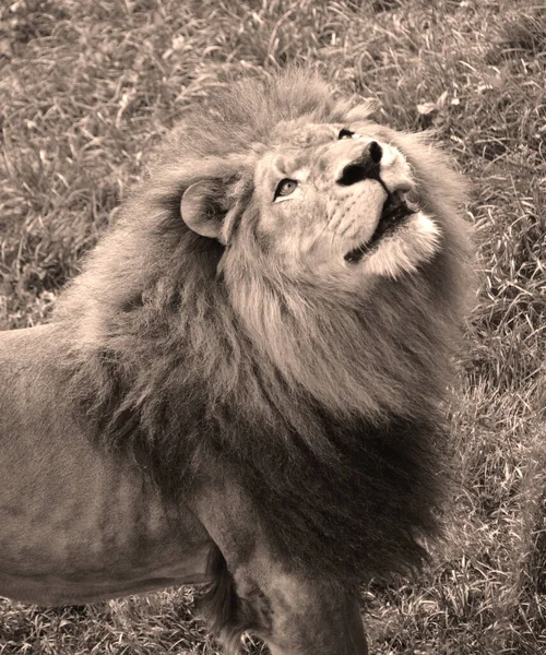 狮子是黑豹属的四大猫科动物之一 也是猫科动物中的一员 是仅次于老虎的第二大活猫 — 图库照片