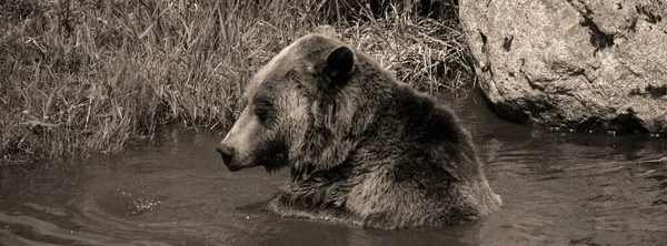 회색곰은 회색곰 북아메리카 곰으로 도알려져 있으며 일반적으로 북아메리카 서부의 지대에서 — 스톡 사진
