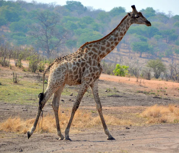 Giraffe Parque Nacional Zambezi Parque Nacional Situado Parte Superior Victoria — Foto de Stock