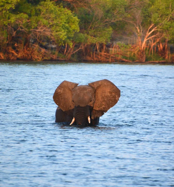 Ελέφαντας Διασχίζοντας Ένα Ποτάμι Στο Εθνικό Πάρκο Zambezi Είναι Ένα — Φωτογραφία Αρχείου
