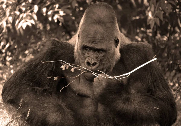 Gorilas Traseiros Prateados São Macacos Terrestres Predominantemente Herbívoros Que Habitam — Fotografia de Stock