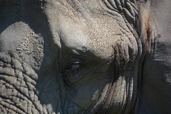 Les Éléphants Sont Grands Mammifères Famille Des Elephantidae Ordre Des — Photo