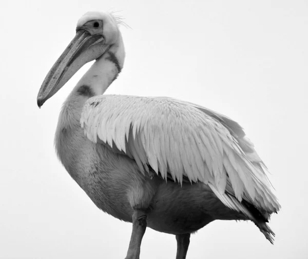 Great White Eastern White Pelican Rosy Pelican White Pelican Bird — Stock Photo, Image