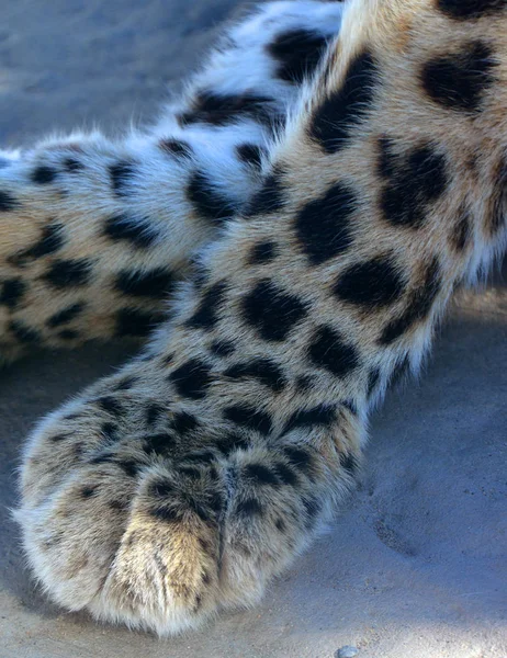 Amur Leopardenbein Ist Eine Leoparden Unterart Die Der Region Primorje — Stockfoto