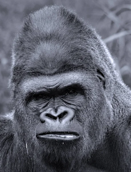 Las Gorilas Habitan Tierra Principalmente Simios Herbívoros Que Habitan Los —  Fotos de Stock