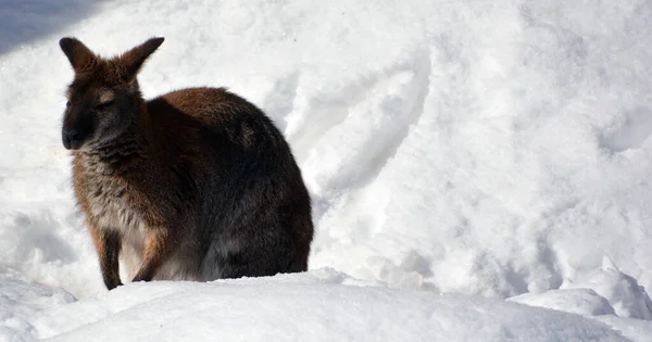 Inverno Wallaby Qualquer Animal Pertencente Família Macropodidae Que Menor Que — Fotografia de Stock