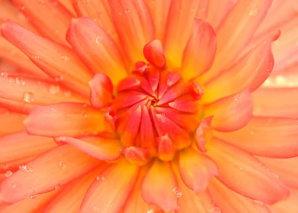 Bela Flor Gerbera Vermelha — Fotografia de Stock