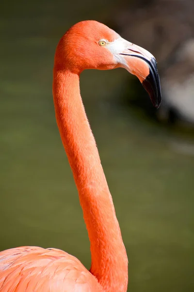 Flamingos Flamingoes Type Wading Bird Only Genus Family Phoenicopteridae Four — Stock Photo, Image