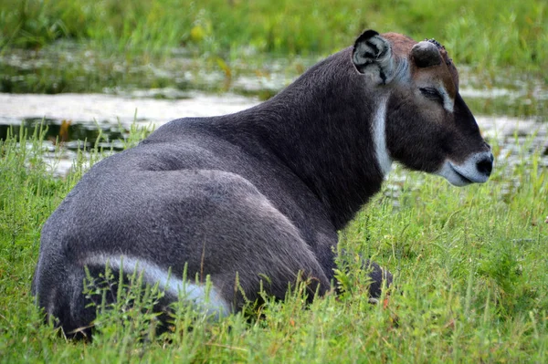Wodny Buk Kobus Ellipsiprymnus Jest Dużą Antylopą Spotykaną Powszechnie Afryce — Zdjęcie stockowe