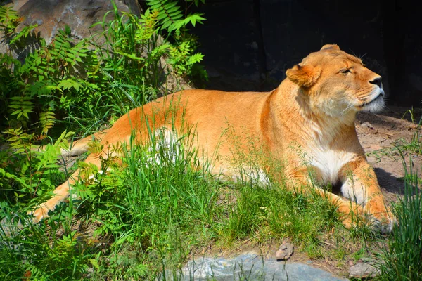 Lion One Four Big Cats Genus Panthera Member Family Felidae — Stock Photo, Image