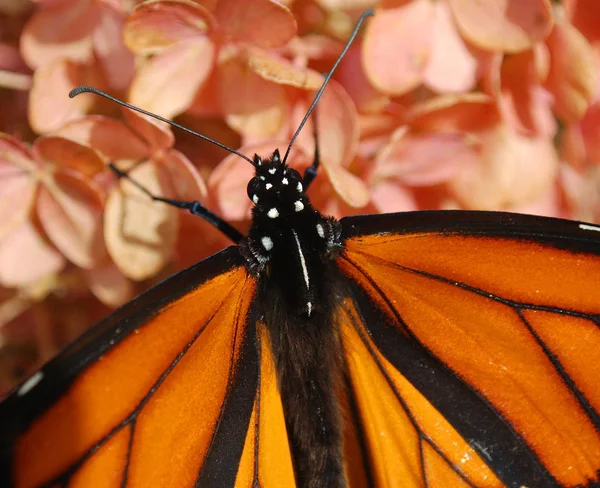 Motyl Monarchy Danaus Plexippus Motyl Rodziny Rusałkowatych Nymphalidae Chyba Najbardziej — Zdjęcie stockowe