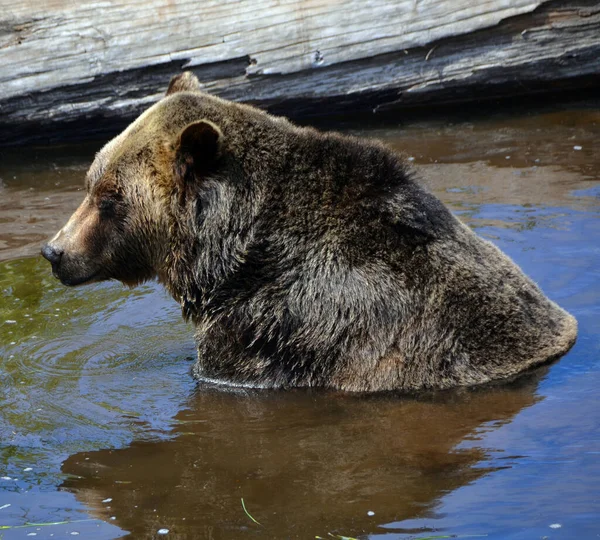 Orso Grizzly Noto Anche Come Orso Silvertip Grizzly Orso Bruno — Foto Stock