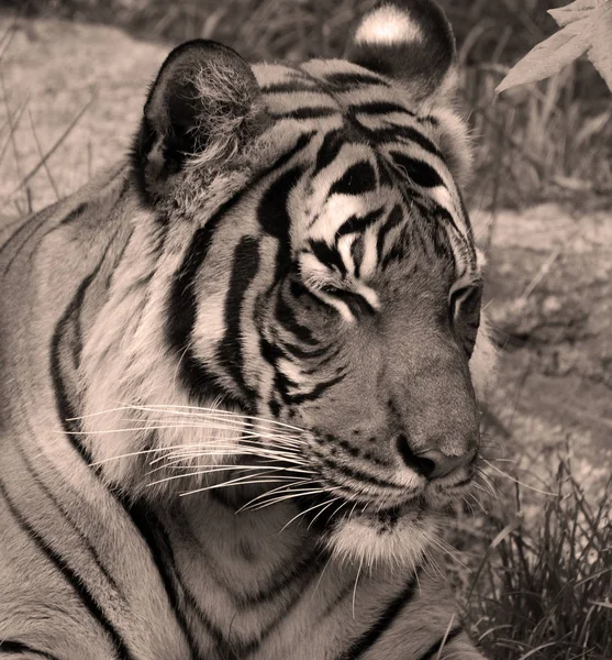 Tigre Siberiana Amur Una Popolazione Tigris Del Panthera Estremo Oriente — Foto Stock