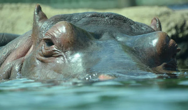 Vatten Flodhäst Hippopotamus Amphibius Eller Flodhäst Från Den Antika Grekiska — Stockfoto