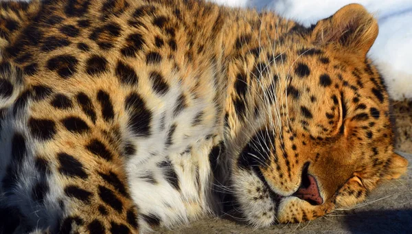 Leopardo Amur Uma Subespécie Leopardo Nativa Região Primorye Sudeste Rússia — Fotografia de Stock