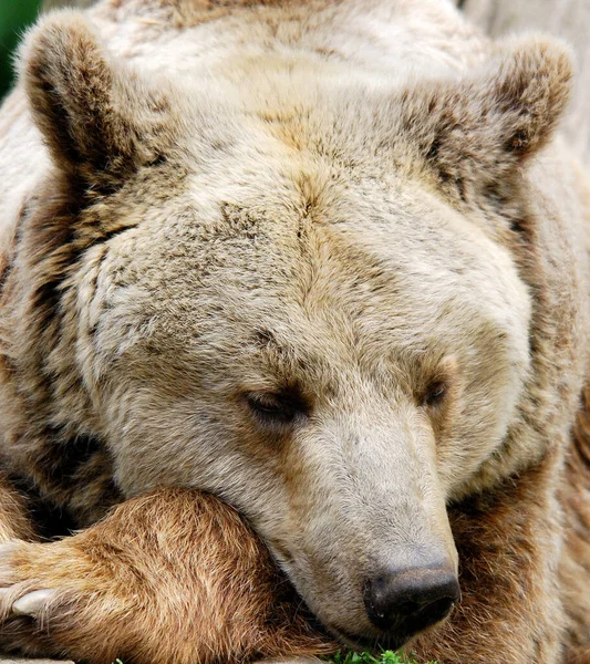 Грізлі Вий Ведмідь Англ Grizzly Bear Підвид Бурого Ведмедя Який — стокове фото