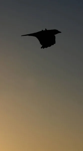 Silhouette Seagull Flying Sky — Stock Photo, Image