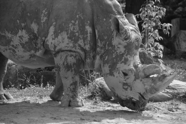 Das Breitmaulnashorn Oder Quadratlippennashorn Ist Die Größte Erhaltene Nashornart Hat — Stockfoto