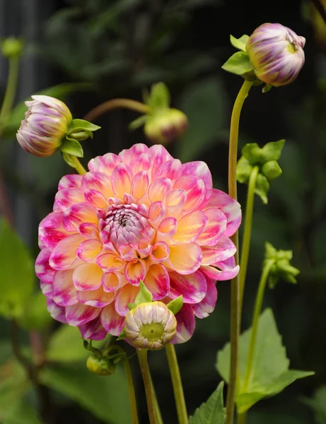 Anemone Japonica Fleur Jardin Vert — Photo