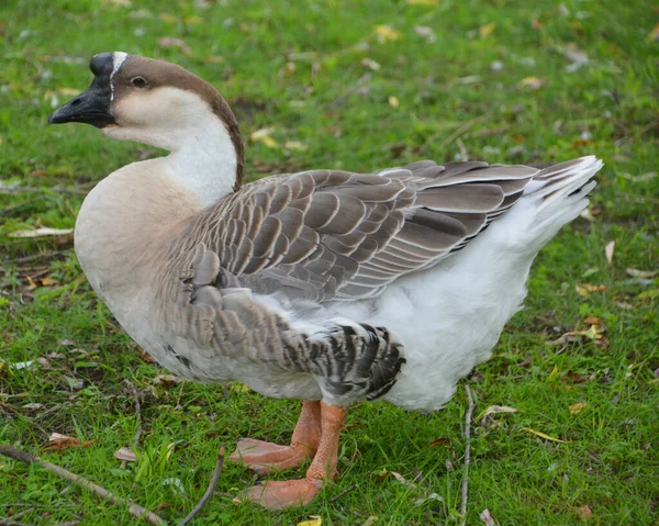 公園にいるガチョウは ストックフォト