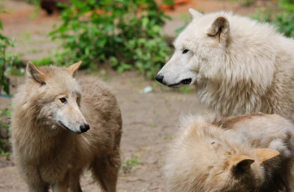 Arctic Wolf Polar White Wolf Subspecies Gray Wolf Mammal Family Royalty Free Stock Images