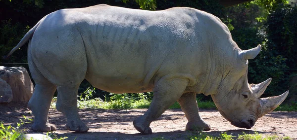 White Rhinoceros Square Lipped Rhinoceros Largest Extant Species Rhinoceros Has Royalty Free Stock Images