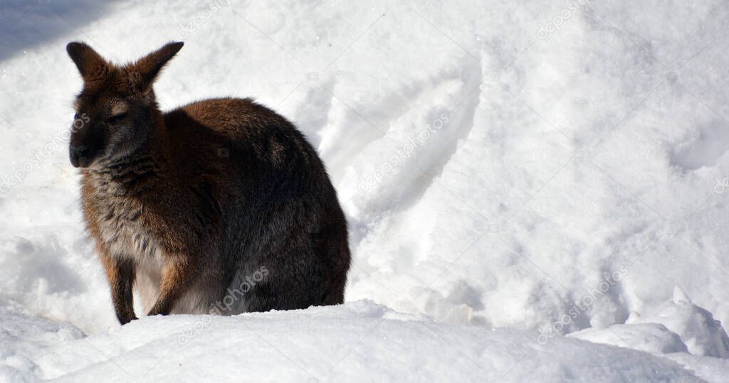 In winter a wallaby is any animal belonging to the family Macropodidae that is smaller than a kangaroo and hasn't been designated otherwise.