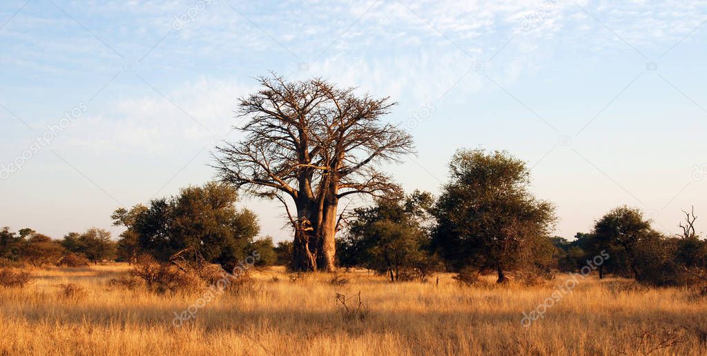 Giant Glencoe Baobab tree in Kruger National Park, South Africa.