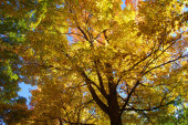 Картина, постер, плакат, фотообои "colorful autumn tree on sky background", артикул 345982946