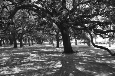 Baharda parkta ağaçlar