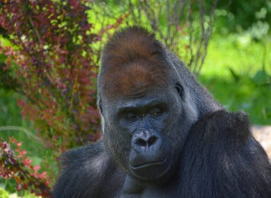 Goriller, Orta Afrika ormanlarında yaşayan, çoğunlukla otobur maymunlardır. Gorillerin DNA 'sı insanlarınkine çok benzer,% 9599 oranında. 