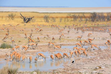 Thomson ceylanı (Eudorcas thomsonii) en bilinen ceylanlardan biridir. Adını kâşif Joseph Thomson 'dan almıştır, Etosha Ulusal Parkı Namibya' nın kuzeybatısında bir milli parktır.. 