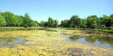 Parktaki gölde ağaçlar ve bitkiler