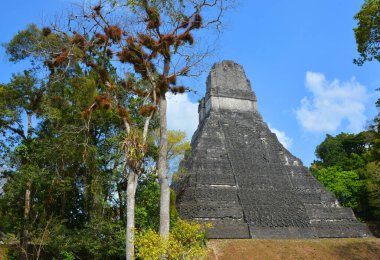 TIKAL, GUATEMALA MAYIS 03 2016: Guatemala Tikal Ulusal Parkı 'ndaki Kolomb öncesi Maya uygarlığının arkeolojik alanı 1979' dan beri UNESCO Dünya Mirası Alanı 'dır.