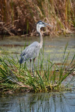 büyük mavi balıkçıl (ardea herodias) ortak açık su ve sulak alanlar üzerinde en Kuzey Amerika ve Orta Amerika kıyıları yakınında heron aile ardeidae içinde büyük bir yürüyen kuş