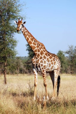 Kruger Park Güney Afrika: Zürafa (Giraffa camelopardalis), Afrika 'da yaşayan tek ayak parmaklı, karada yaşayan en uzun canlı hayvan türü ve en büyük geviş getiren hayvan türüdür..