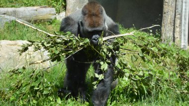 Gümüş sırtlı goriller, Orta Afrika ormanlarında yaşayan çoğunlukla otobur maymunlardır. Gorillerin DNA 'sı insanlarınkine çok benzer,% 9599 oranında.