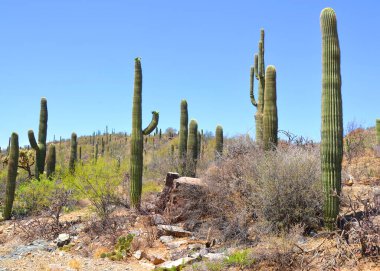 Saguaro Ulusal Parkı, Arizona 'nın güneydoğusundaki Pima County Tucson' da Sonoran Çölü manzaraları, fauna ve flora 'da bulunan bir ulusal parktır..