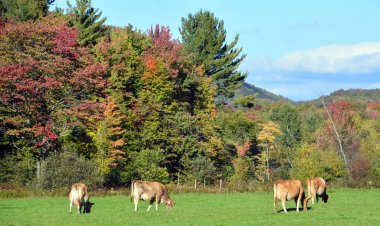 Kahverengi ve siyah sığırlar sonbahar mevsiminde ormandaki tarlada.
