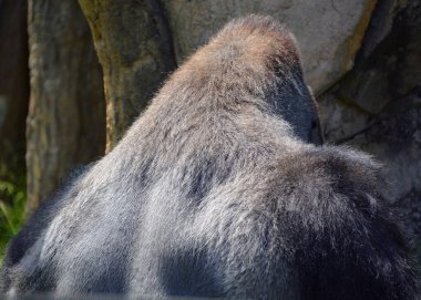 Goriller var olan en büyük primat türüdür. Orta Afrika ormanlarında yaşayan, ağırlıklı olarak otobur maymunlardır. Goriller iki türe ayrılır..