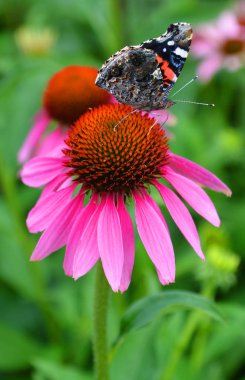 Vanessa atalanta, kızıl amiral ya da kızıl hayranlık uyandıran, Ekinezya cinsi üzerinde yaşayan renkli bir kelebek türüdür.