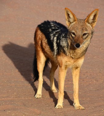 Namibya çölünde vahşi tilki