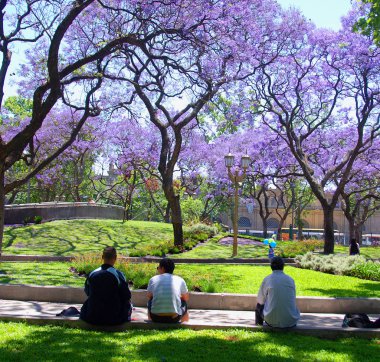 BUENOS AIRES ARGENTINA 11 22 2011: Jacaranda ağaçları tamamen çiçek açtı. Kasım 'da Buenos Aires' i ziyaret etmek bu güzel doğal gösteriye tanıklık etmek için şanslı olacak.