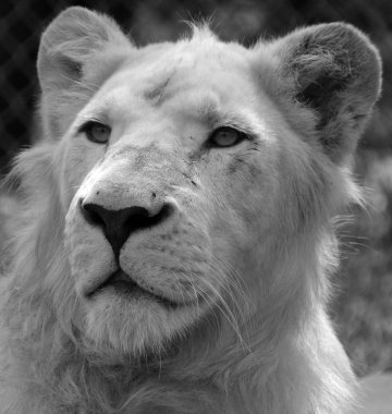 Beyaz aslan, aslanın nadir görülen bir renk mutasyonudur. 2009 'a kadar beyaz aslanların ilk sürüsü vahşi doğaya geri dönene kadar beyaz aslanın vahşi doğada hayatta kalamayacağına inanılıyordu.