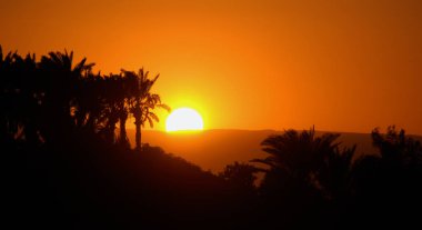 Mısır Nil nehri gün batımında tropikal palmiye ağacı silueti ve uzak renkli güneş batarken