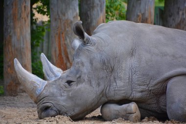 Gergedan olarak da bilinen gergedan, gergedan familyasından bir gergedan türü. Bu türlerden ikisi Afrika 'ya ve üçü Güney Asya' ya özgüdür..